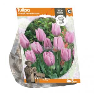 Baltus Tulipa Triumph Synaeda Amor tulpen bloembollen per 5 stuks